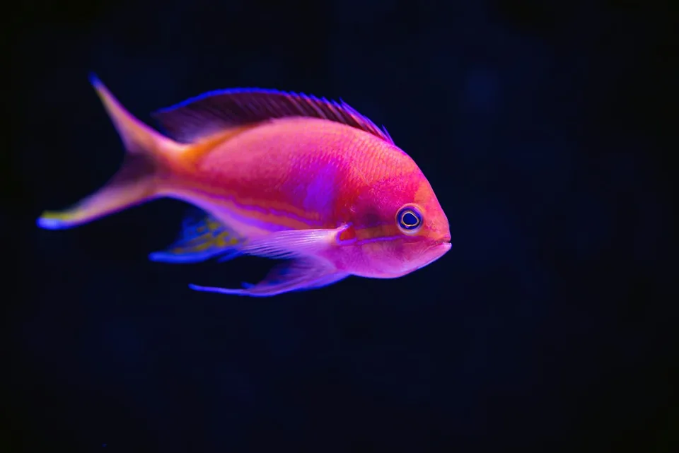 Anthias rosa