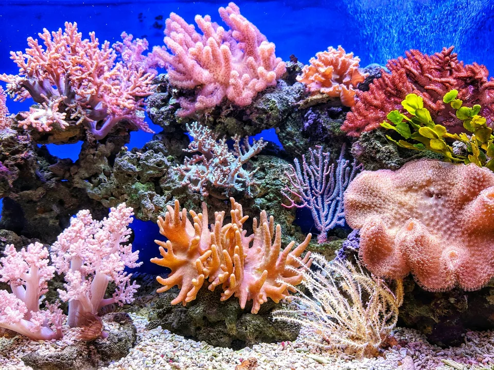 Aquário reef pronto, com corais