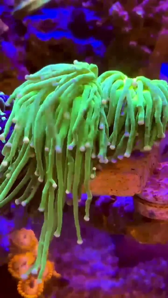Torch Jardim 2 bocas