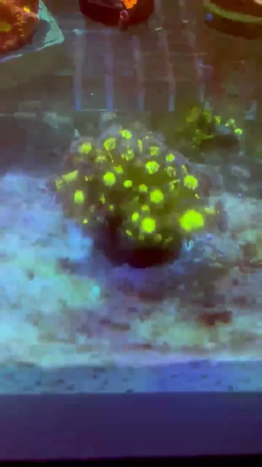 Goniopora Glitter