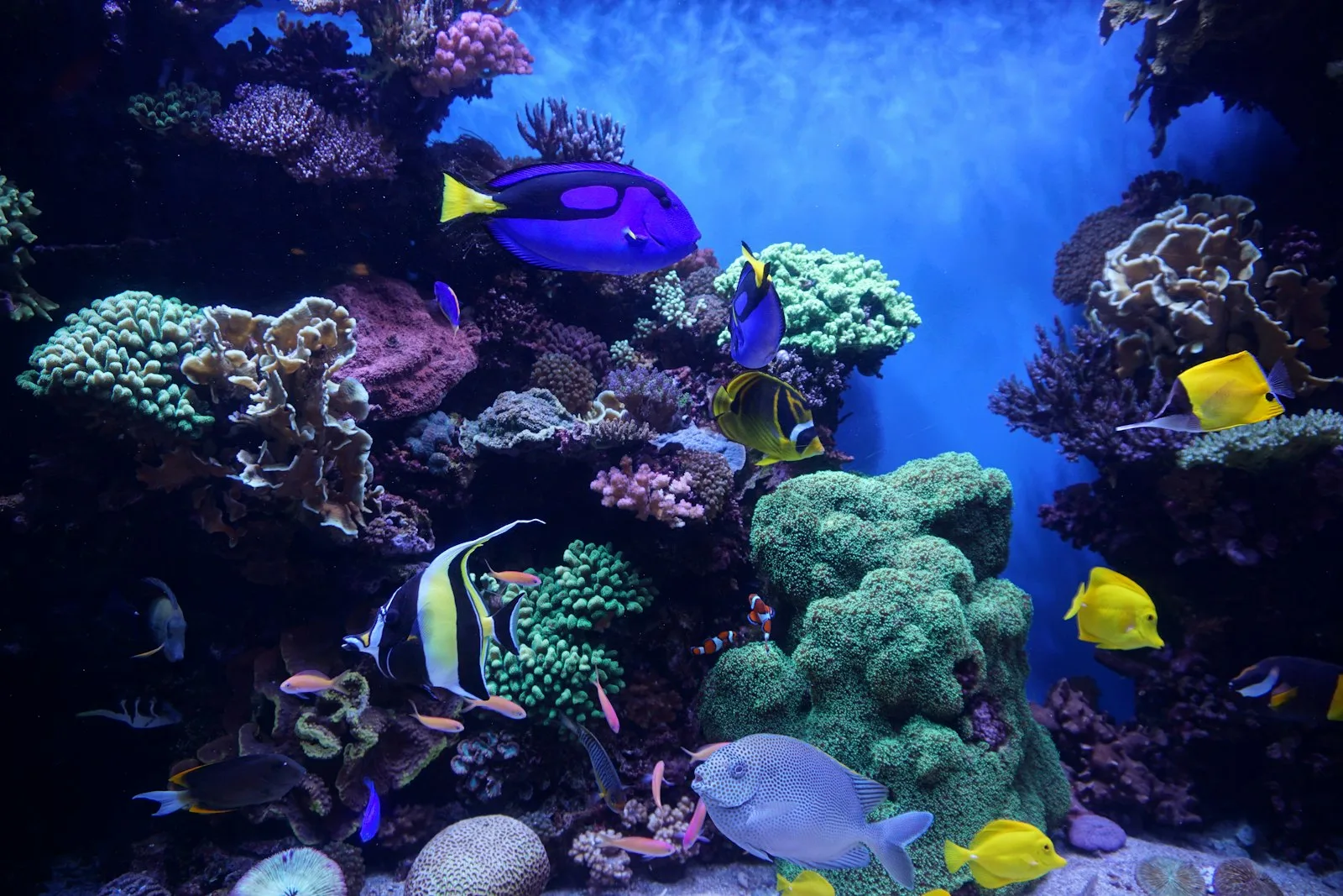 Aquário de recife da loja com peixes coloridos